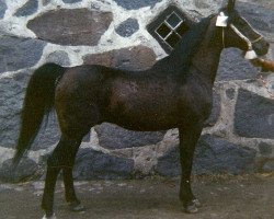 stallion Nureddin ox 1540 (Arabian purebred, 1953, from Witraz 1938 ox)