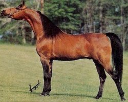 stallion Aladdin ox (Arabian purebred, 1975, from Nureddin ox 1540)