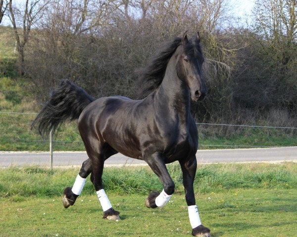 horse Sir Hindrik Fan't Lommerhof (Friese, 2002, from Monte 378)