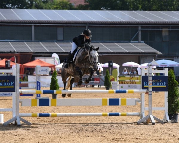 broodmare Dea Lykkedal (Danish Warmblood, 2008, from Casillas 2)