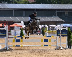 Zuchtstute Dea Lykkedal (Dänisches Warmblut, 2008, von Casillas 2)