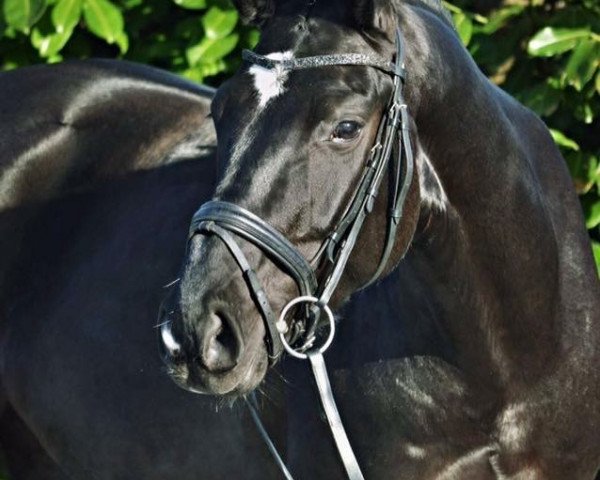 dressage horse Fürst Donnerhall 4 (Oldenburg, 2012, from Fürstenball)