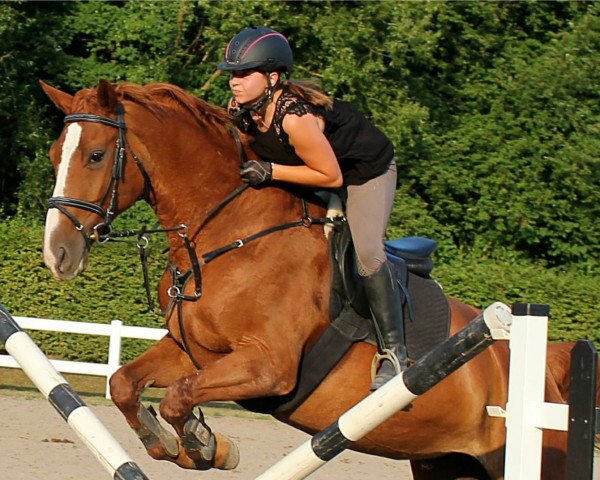 jumper Fullspeed's Windy (Hanoverian, 2000, from Full Speed)