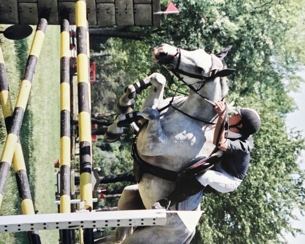 broodmare Polyblue du Houssoit (Belgian Warmblood, 1999, from Mr Blue)