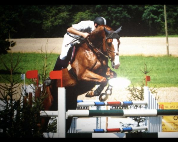 broodmare Quelle Image du Houssoit (Belgian Warmblood, 2000, from Ksar Sitte)