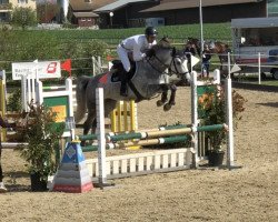 Springpferd C Leuca del Salento Z (Zangersheide Reitpferd, 2014, von Curtis Sitte)