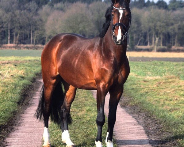 Springpferd Chesterboy (Rheinländer, 2011, von Carenzo)