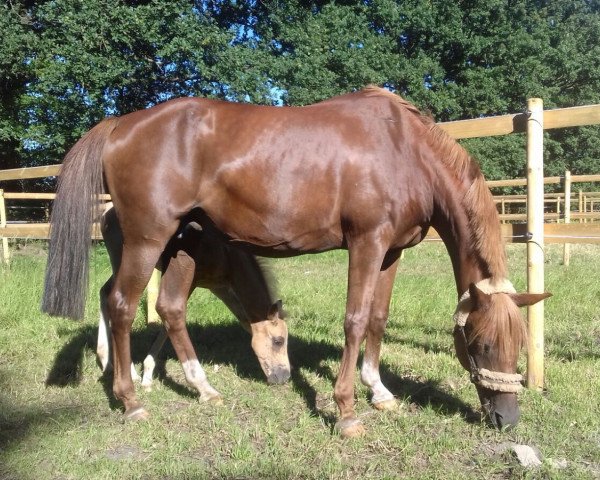 broodmare Dancing Jamie AT (German Riding Pony, 2000, from Dressman)