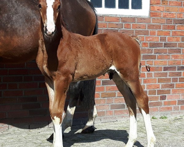 horse HF von Qualito (Hanoverian, 2018, from Qualito)