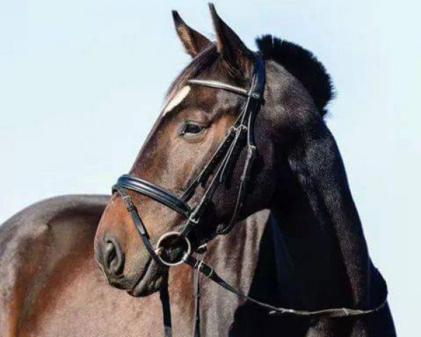 horse Lucky (Holsteiner, 2009, from Loran)