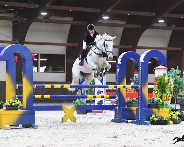 Pferd Jolka HF Alkapet (Tschechisches Warmblut,  )