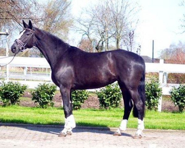 horse Die Lady (Hanoverian, 2014, from Dancier)