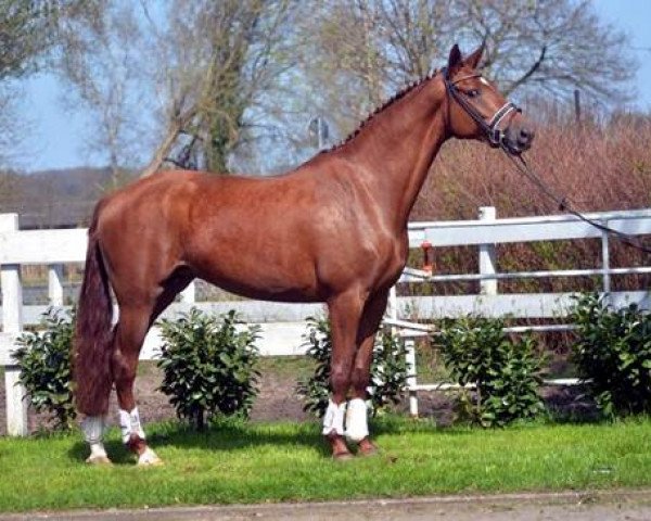 horse Beluga B (Hanoverian, 2013, from Belissimo)