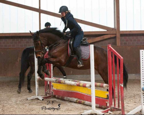 broodmare Alice Like (Oldenburg, 2012, from Belstaff)