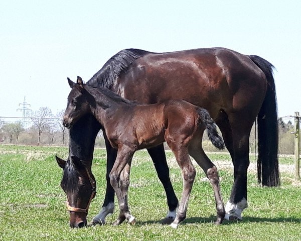 horse Frau Johnson (Oldenburg, 2018, from Fürstbischof)