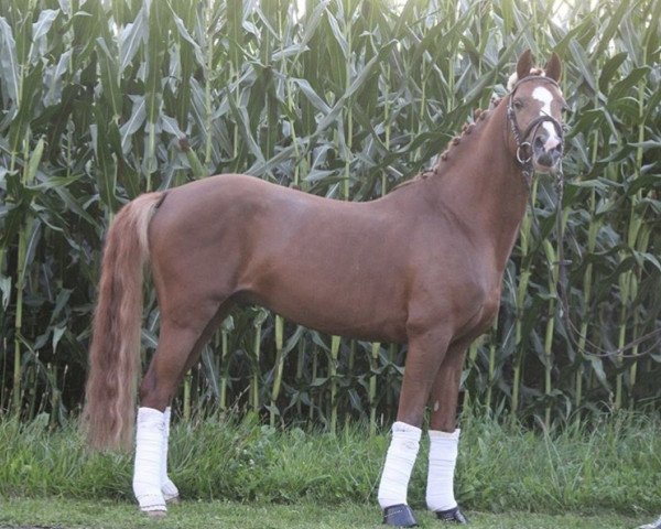 Deckhengst Cavalino M (Deutsches Reitpony, 2011, von Capri Moon)