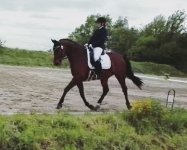 horse Stöpsel 34 (Hanoverian, 2012, from Stalypso)
