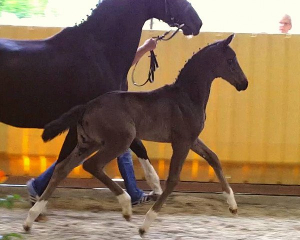 horse For all my love (Oldenburg, 2016, from For Romance I)