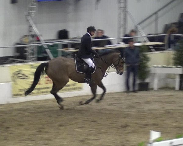 VER-Dinale 2018 - Verdener Hallenreitturnier