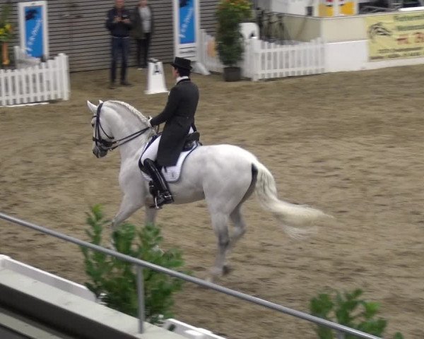 VER-Dinale 2018 - Verdener Hallenreitturnier