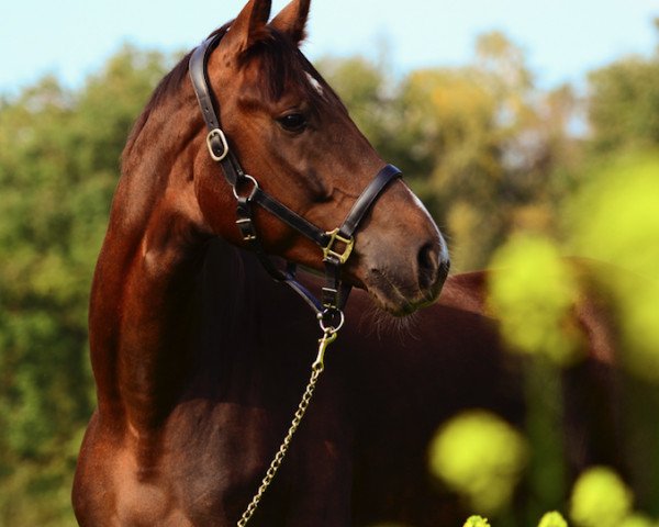 horse Fashion D'or (Oldenburg, 2014, from Franziskus FRH)