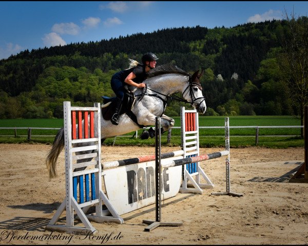 broodmare Cora van Schotten (Holsteiner, 2011, from Coradus)