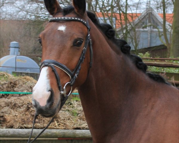 horse Fayola14 (Westphalian,  )