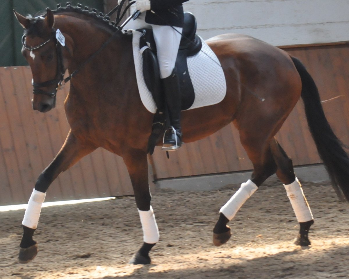 broodmare Die Freiheit (Oldenburg, 2014, from Follow Me OLD)