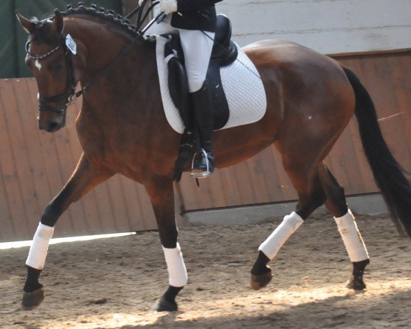 broodmare Die Freiheit (Oldenburg, 2014, from Follow Me OLD)