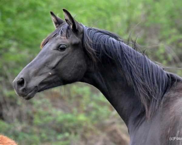 horse Macron (Oldenburg, 2017, from Morricone)