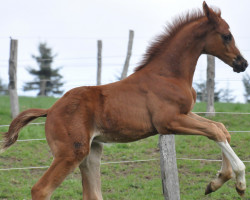 horse Red Sox (Oldenburg, 2018, from Revolution)