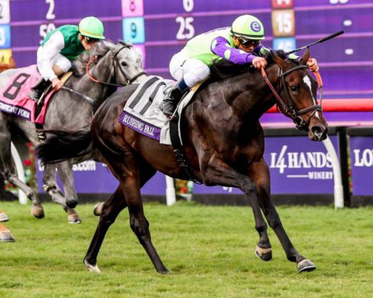 broodmare Rushing Fall xx (Thoroughbred, 2015, from More Than Ready xx)