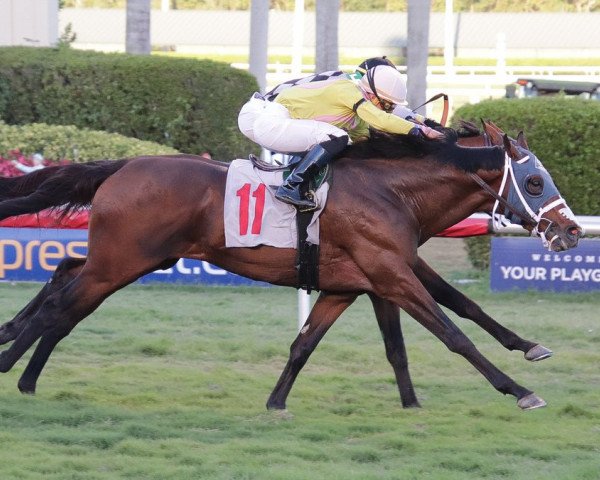 horse Passport To Chaos xx (Thoroughbred, 2014, from City Zip xx)