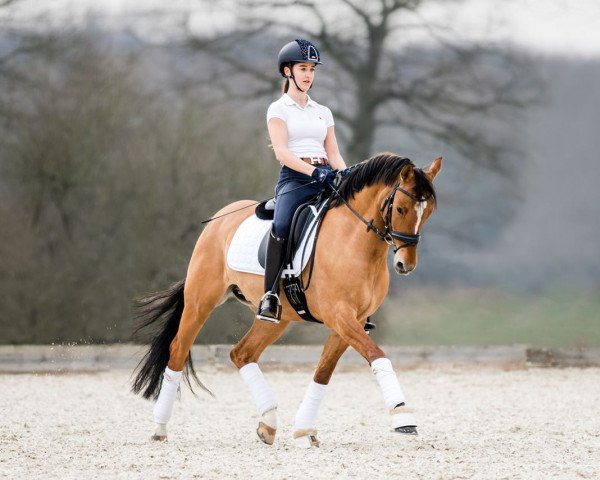 Deckhengst Dagostino 13 (Deutsches Reitpony, 2012, von Dimension AT NRW)