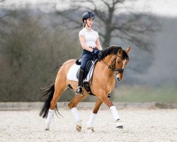 Deckhengst Dagostino 13 (Deutsches Reitpony, 2012, von Dimension AT NRW)