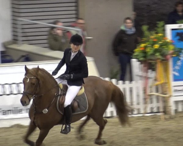 VER-Dinale 2018 - Verdener Hallenreitturnier