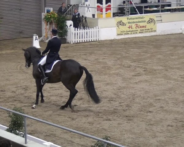 VER-Dinale 2018 - Verdener Hallenreitturnier