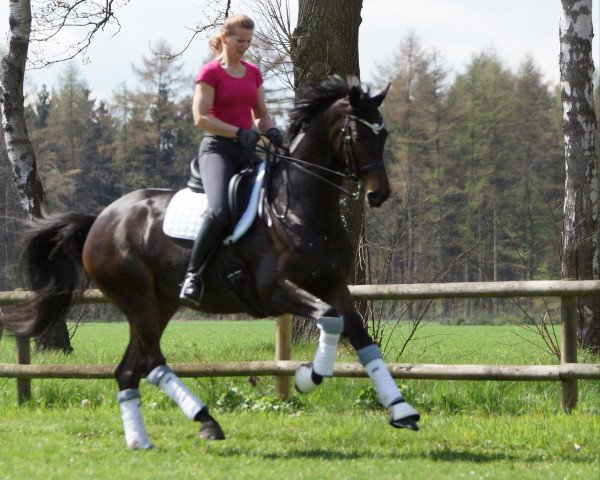broodmare Lovely Picture (Westphalian, 2011, from Lissaro)