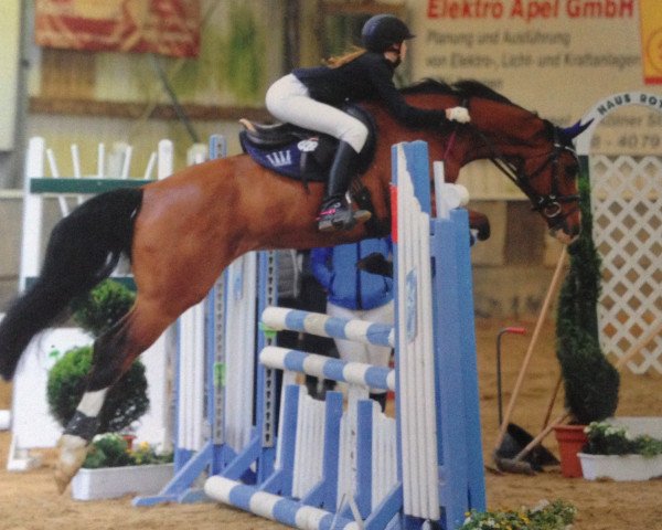 jumper Spirit Dyson Royal (German Riding Pony, 2011, from Casino Royale K WE)