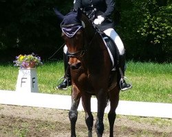 dressage horse Ronja 2292 (Württemberger, 2010, from Royaldik)