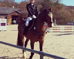 dressage horse Matador 232 (Polish Warmblood, 2010, from Czeladnik)