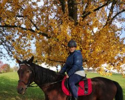 horse Dartino Classic (Bavarian, 2005, from D'Artagnan Classic)