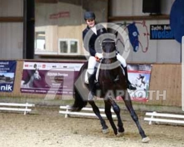 Dressurpferd Amy-Amazing Grace (Polnisches Warmblut, 2007, von Armani)