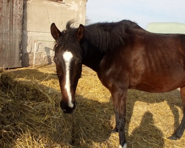 Dressage horse Pippi Lotta xx 28 (English Thoroughbred, 2004, from Sir Warren xx)