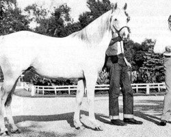 broodmare Gajala ox (Arabian purebred, 1943, from Raffles ox)