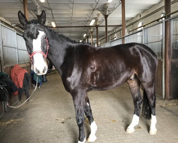 horse Fiderano (Oldenburg, 2011, from Fidertanz)