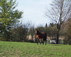 stallion Captain Morgan (German Warmblood, 2016, from Cacun)