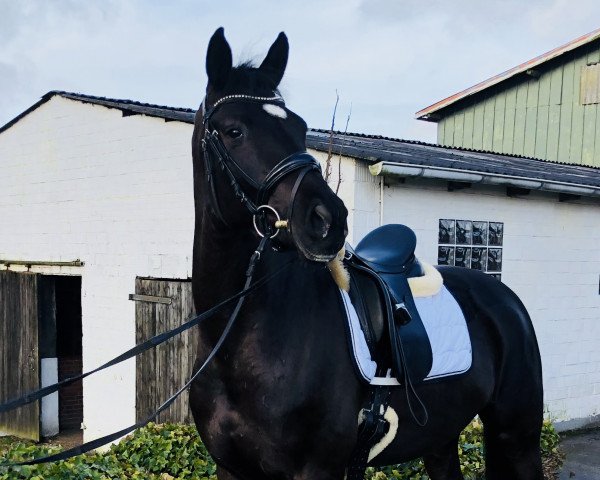 broodmare Satisfaction FPH (Trakehner, 2014, from Herakles TSF)