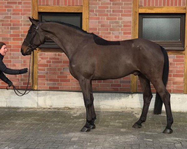 jumper Sunday 100 (Hanoverian, 2009, from Satisfaction FRH)