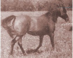 broodmare Ramghaza ox (Arabian purebred, 1933, from Ghazi 1925 ox)